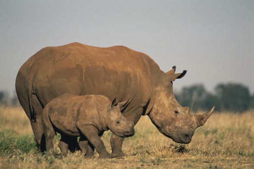 Image brown rhinoceros on brown grass field during daytime