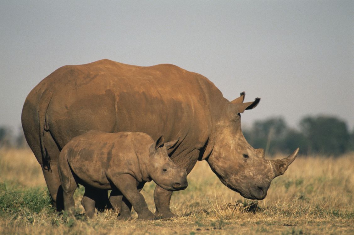Brown Rhinoceros on Brown Grass Field During Daytime. Wallpaper in 2717x1809 Resolution