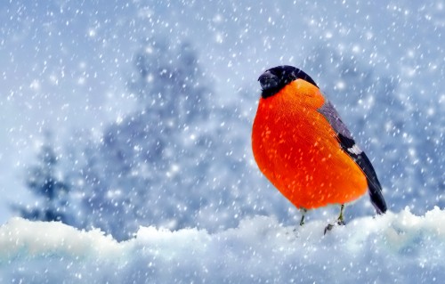 Image orange and black bird on snow covered ground