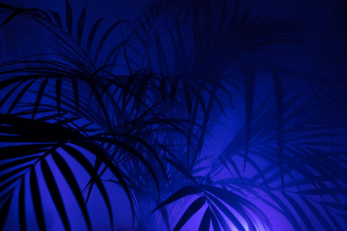Grüne Pflanze in Blauem Hintergrund. Wallpaper in 6000x4000 Resolution