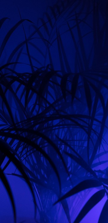 Image green plant in blue background