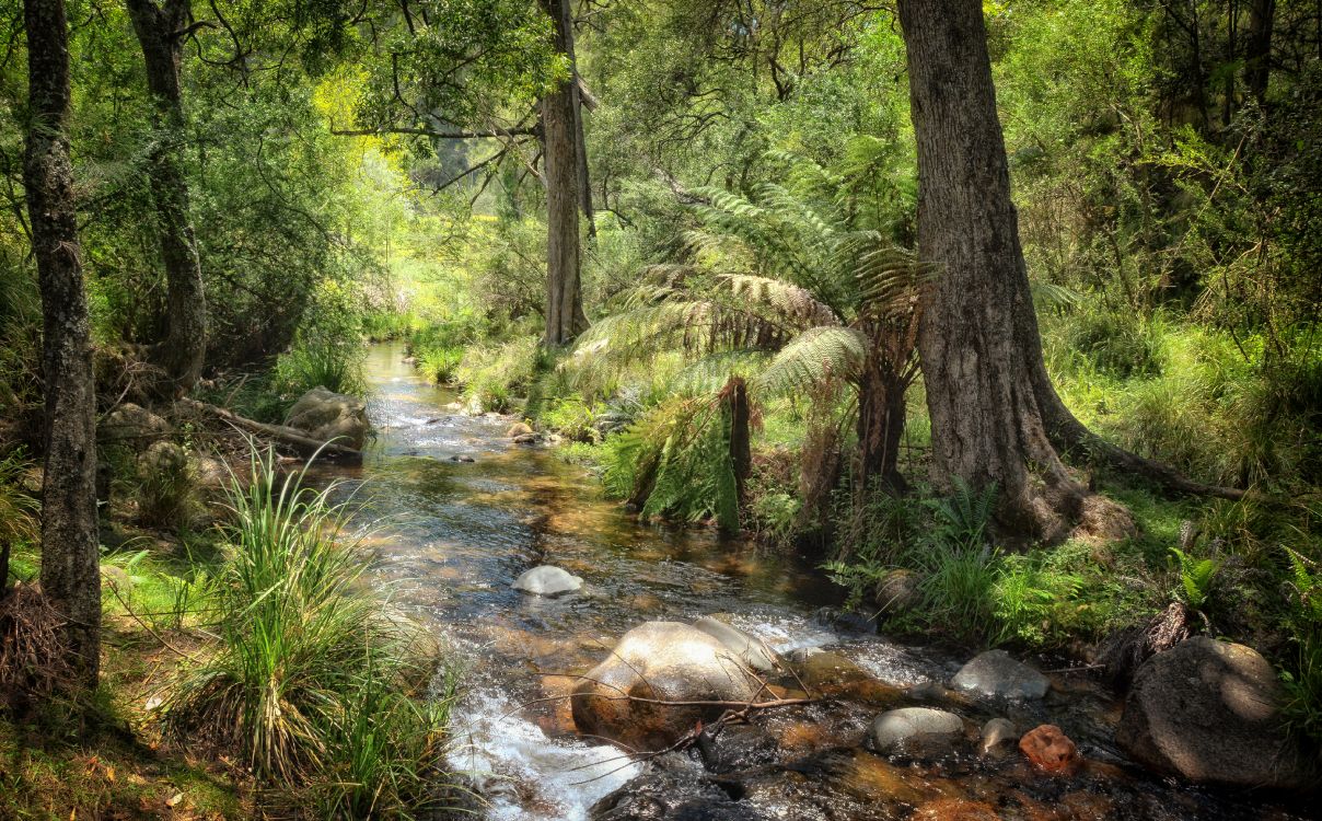 Grüne Bäume Und Fluss Tagsüber. Wallpaper in 4000x2482 Resolution