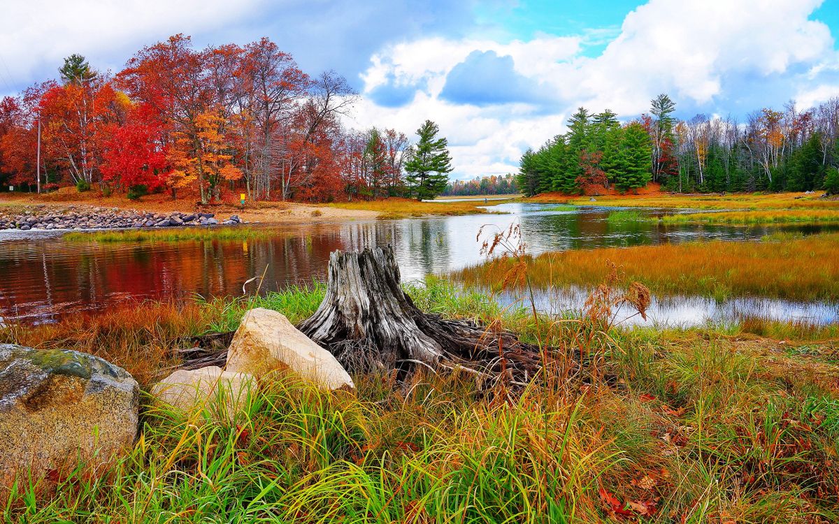 U C, 性质, 反射, 湿地, 荒野 壁纸 2560x1600 允许