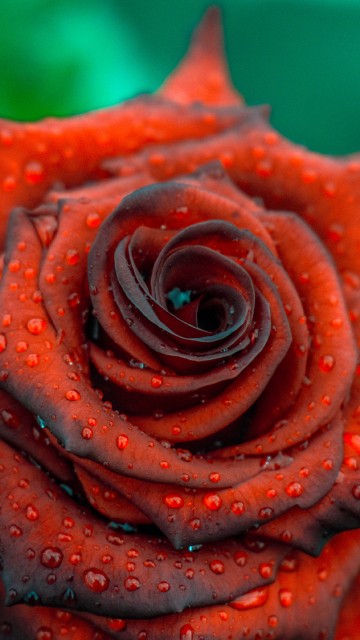 Image pink rose in close up photography