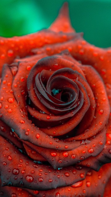 Image pink rose in close up photography