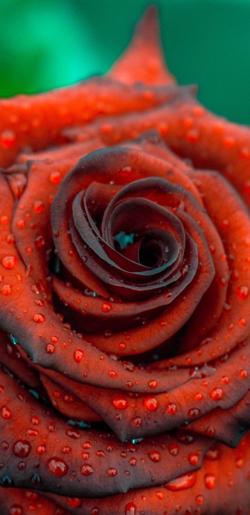 Image pink rose in close up photography
