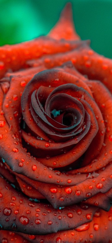Image pink rose in close up photography