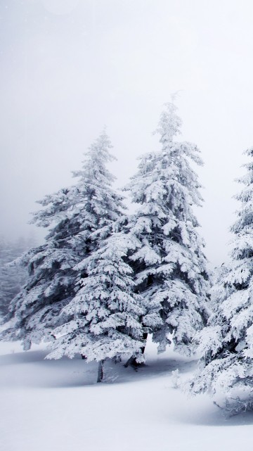 Image snow covered pine trees during daytime