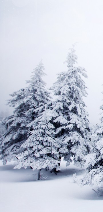 Image snow covered pine trees during daytime