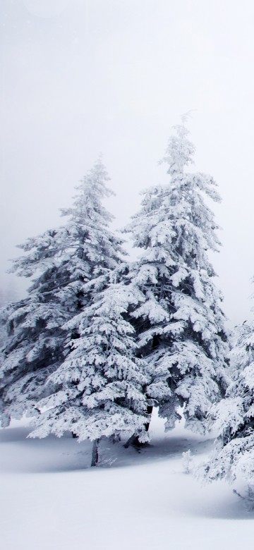 Image snow covered pine trees during daytime