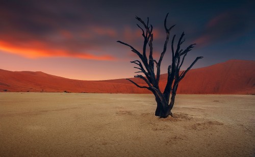 Image leafless tree on desert during daytime