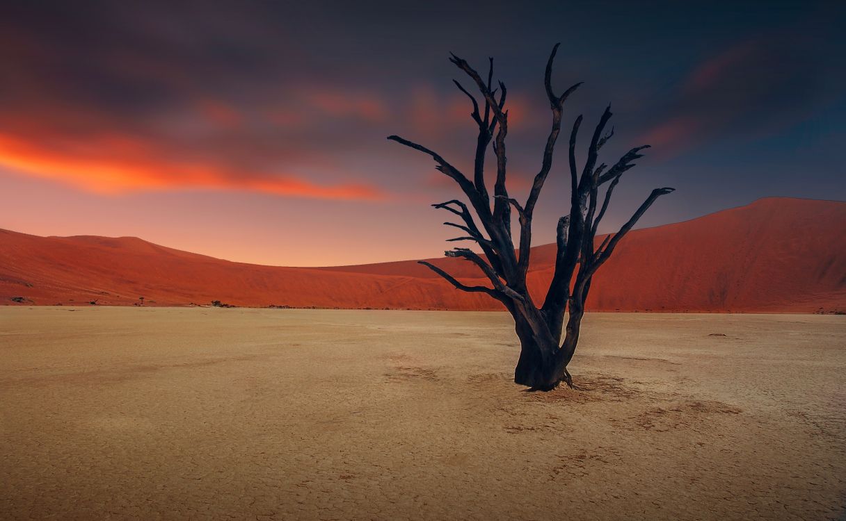 leafless tree on desert during daytime