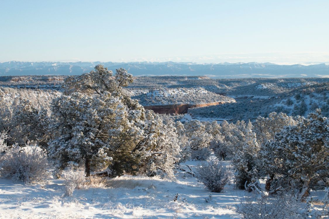 Winter, Ecosystem, Ecology, Science, Plant. Wallpaper in 5472x3648 Resolution