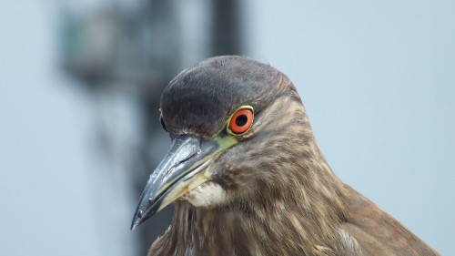 Image brown and black bird with red eyes