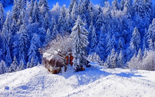 Image snow covered pine trees during daytime