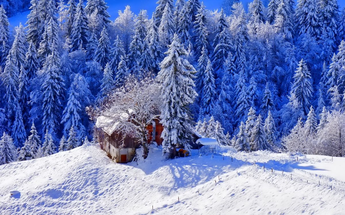 snow covered pine trees during daytime