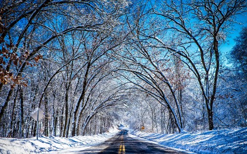 Image brown bare trees near road during daytime