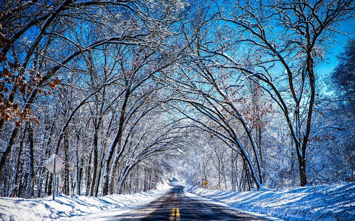 brown bare trees near road during daytime