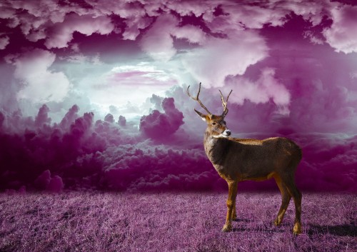 Image brown deer on brown grass field under cloudy sky