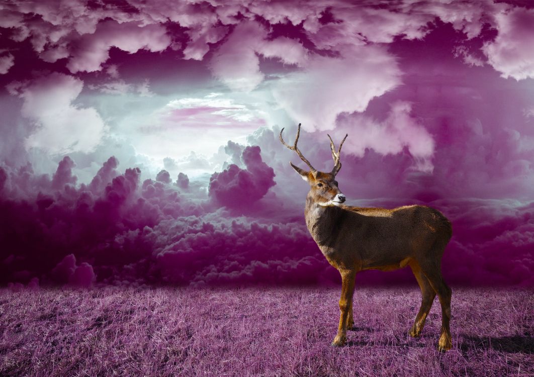 Brown Deer on Brown Grass Field Under Cloudy Sky. Wallpaper in 3059x2160 Resolution