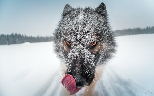 Image black wolf on snow covered ground during daytime