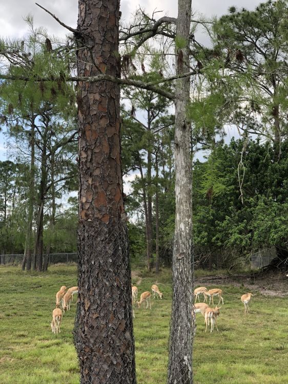 Trunk, wood, biome, science, biology