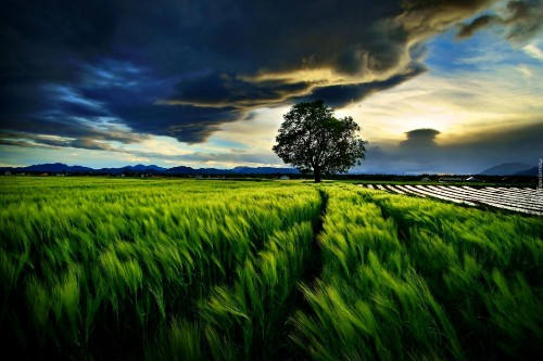 Image green grass field under cloudy sky during daytime