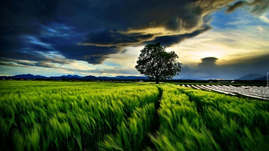 Image green grass field under cloudy sky during daytime