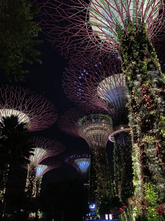 Singapour, Nature, Architecture, Nuit, Obscurité. Wallpaper in 1536x2048 Resolution