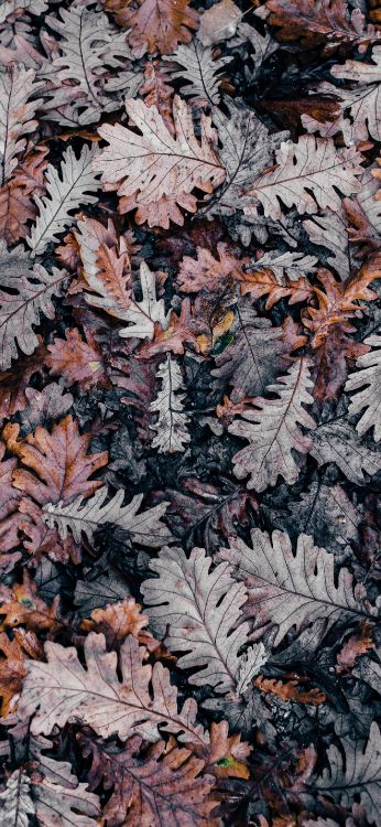 ios, autumn, leaf, woody plant, deciduous