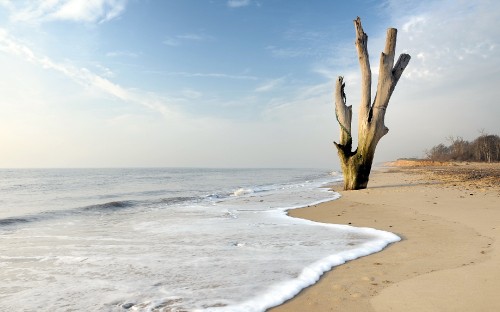 Image brown tree trunk on beach during daytime