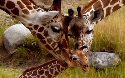 Image brown and white giraffe eating grass