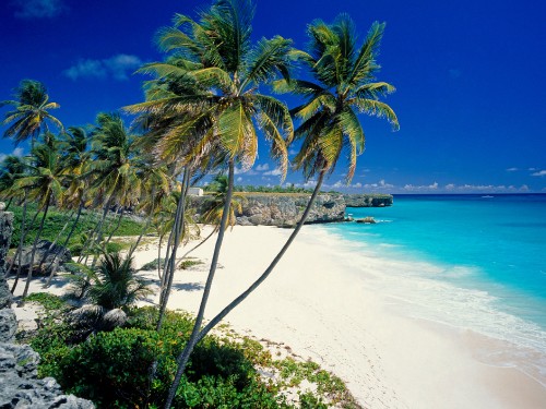 Image palm tree on beach shore during daytime