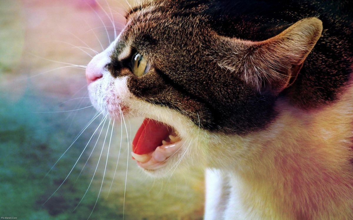 brown and white tabby cat