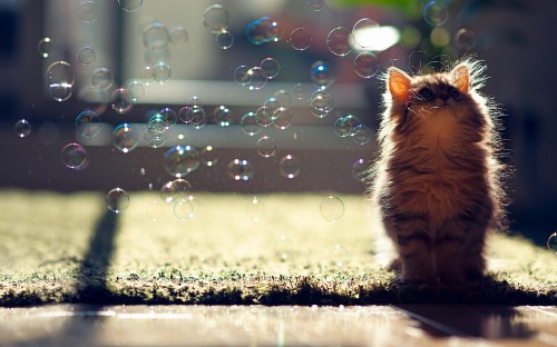 Image kitten, cat, cuteness, whiskers, sunlight