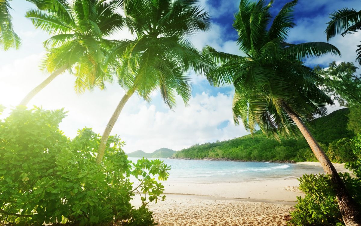 Tagsüber Grüne Palme am Strand. Wallpaper in 2560x1600 Resolution