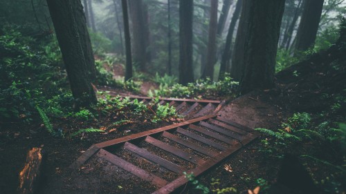 Image tablet, plant, ecoregion, green, wood