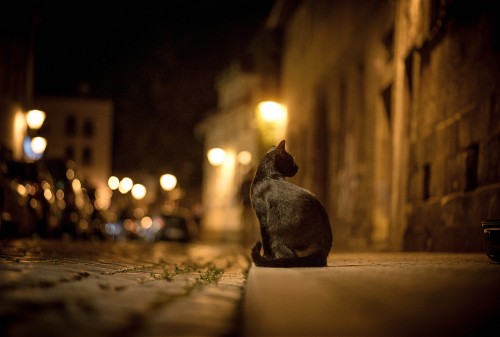 Image black cat on brown wooden floor