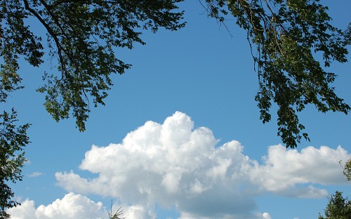 Image green tree under blue sky during daytime