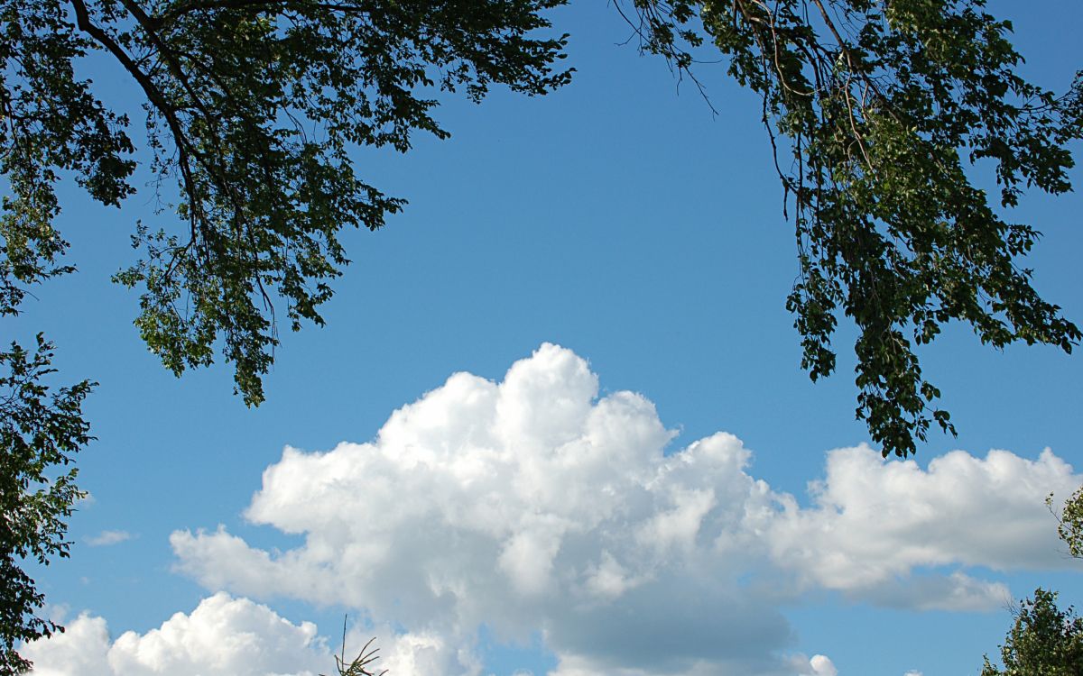 green tree under blue sky during daytime