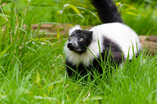 Image white and black animal on green grass during daytime