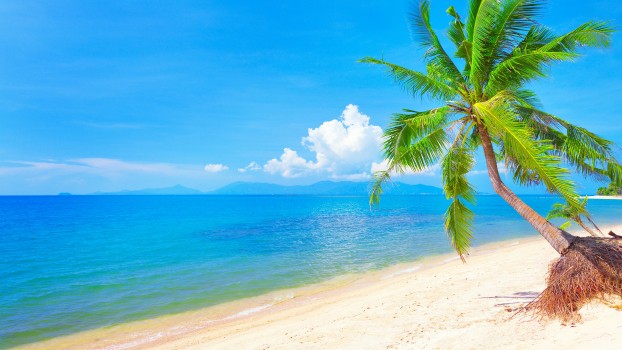 les-fonds-d-cran-palmier-vert-sur-le-rivage-de-la-plage-pendant-la