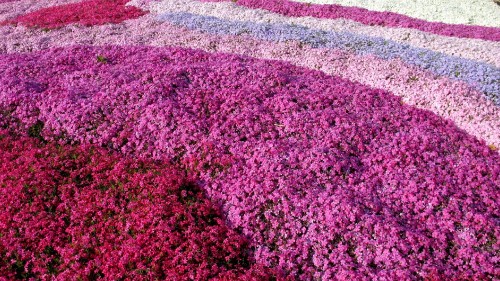 Image red flower field during daytime