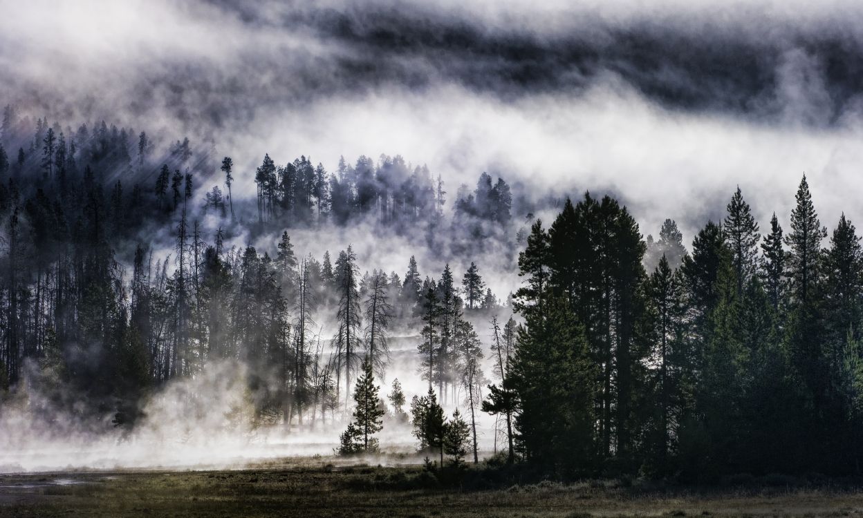 Arbres Verts Sous Des Nuages Blancs. Wallpaper in 4129x2480 Resolution