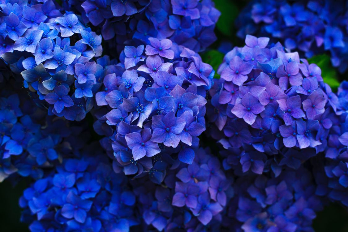 Fleurs Violettes Dans L'objectif à Basculement. Wallpaper in 5616x3744 Resolution