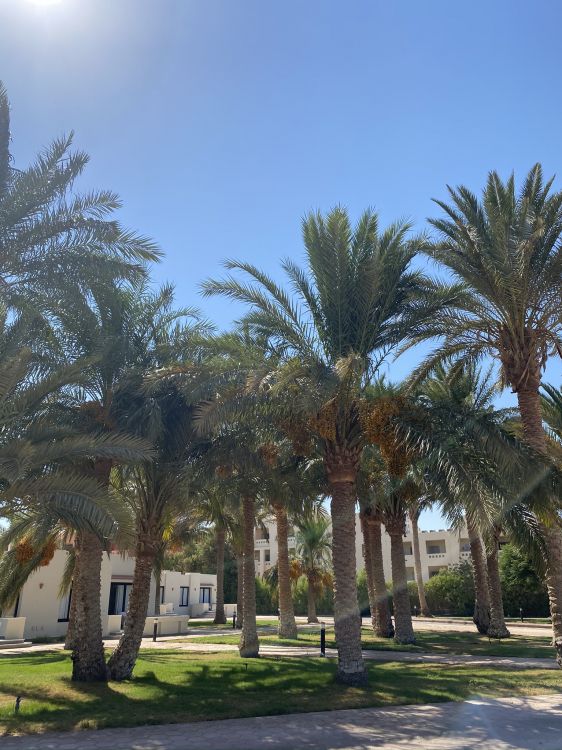 Dattier, Palmier, Plantes Ligneuses, Soleil, Ombre. Wallpaper in 1536x2048 Resolution