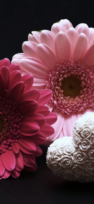 Image pink and white flower beside white and gray textile