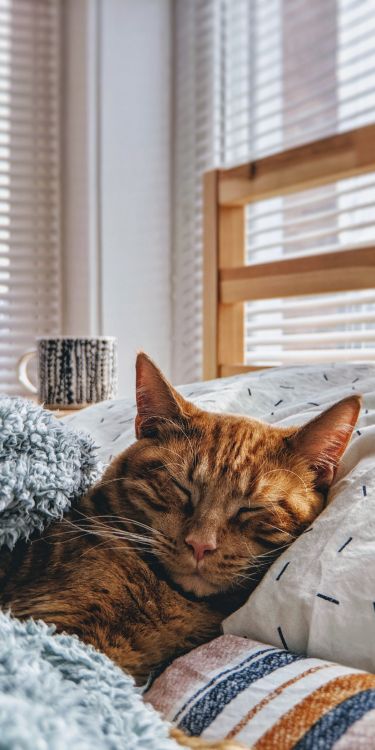 Gato, la Lindura, Gatito, La Estética, Ventana. Wallpaper in 1500x3000 Resolution