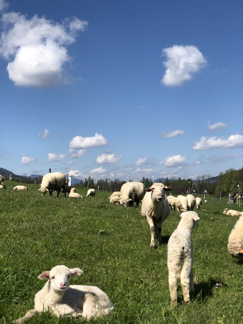 Image grassland, sheep, herd, goat, herding