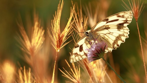 Image tiger swallowtail butterfly perched on purple flower in close up photography during daytime